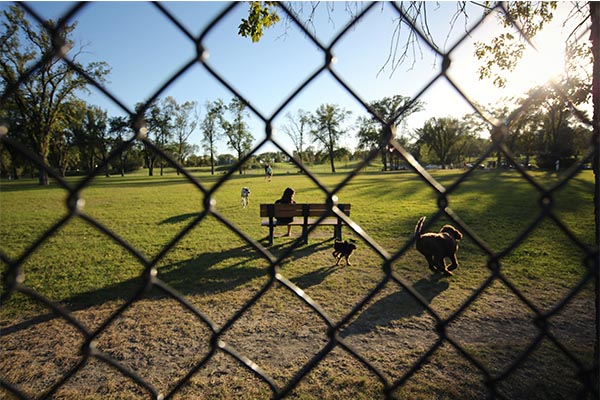 Dog Park (1)