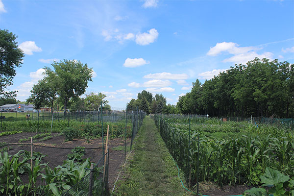 edited, community gardens