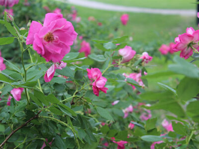 Website Trees and Flowers