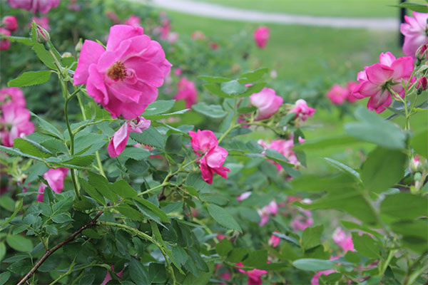 Website Trees and Flowers